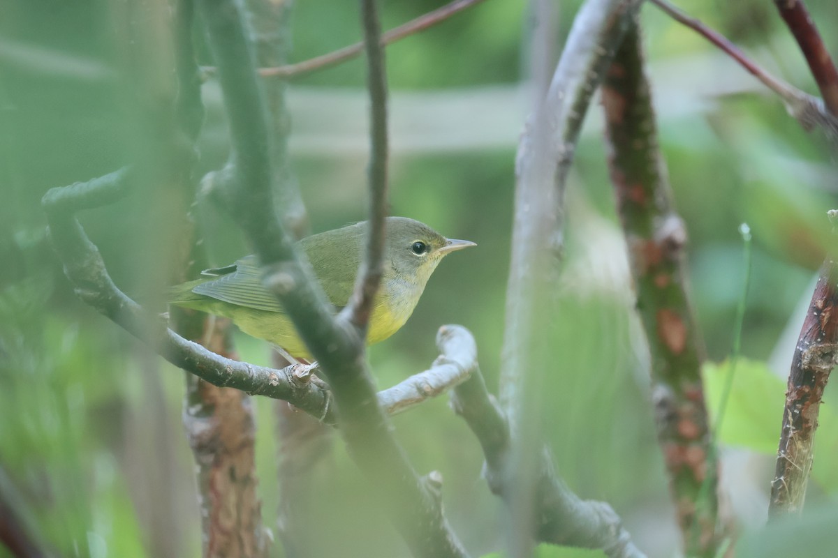 svartbrystparula - ML640103166