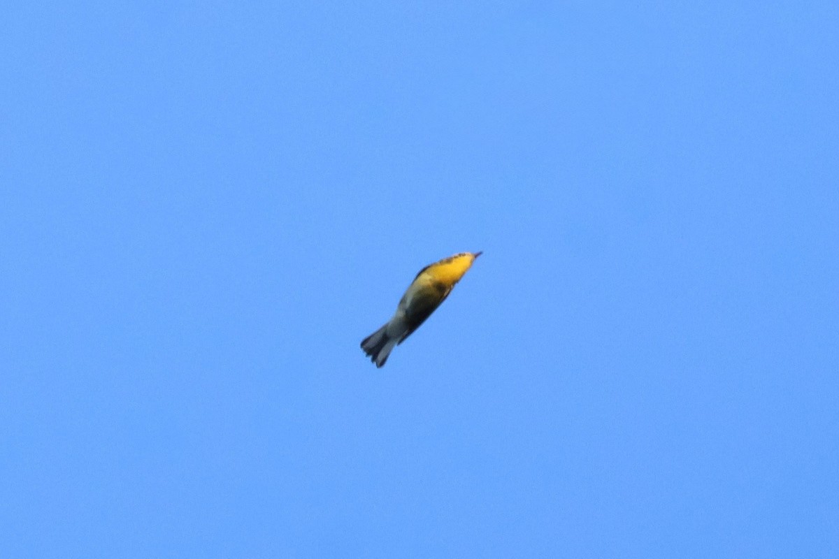 hemlokkparula - ML640103178