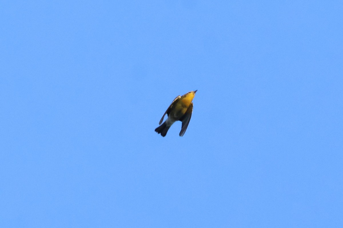 hemlokkparula - ML640103179