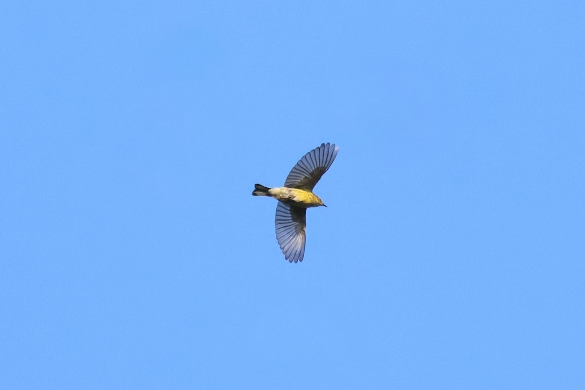 brunkinnparula - ML640103184