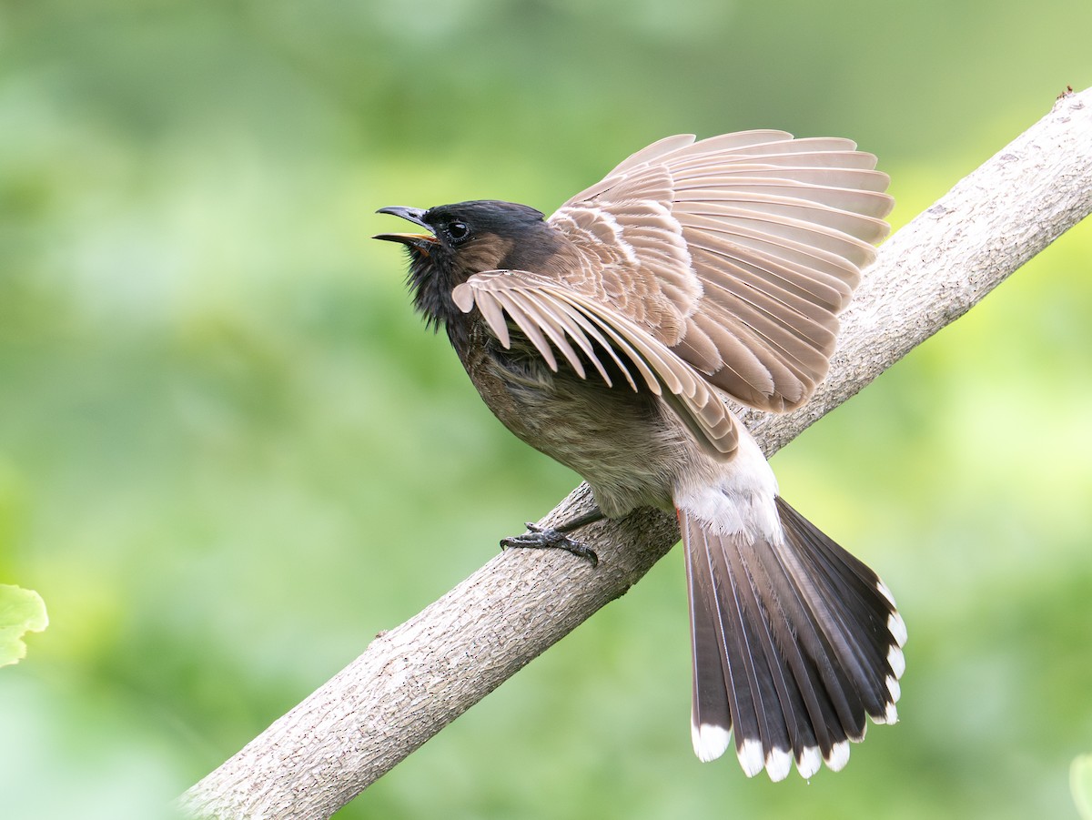 Red-vented Bulbul - ML640103273
