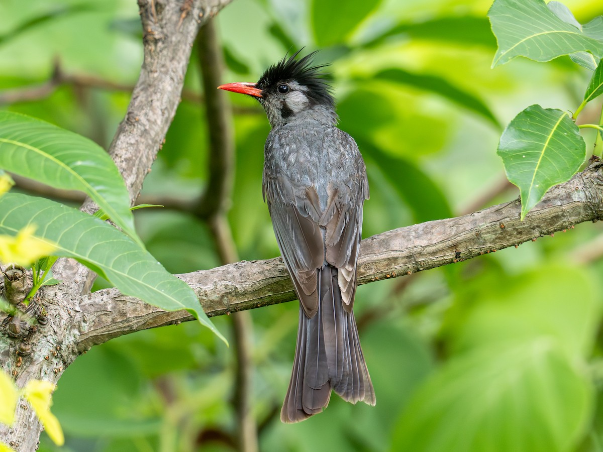 Black Bulbul - ML640103296