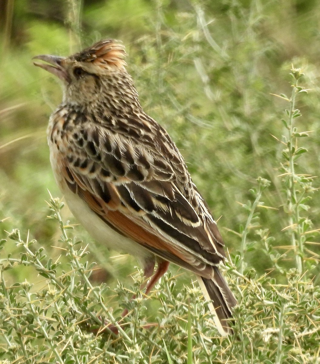 Rufous-naped Lark - ML640103334