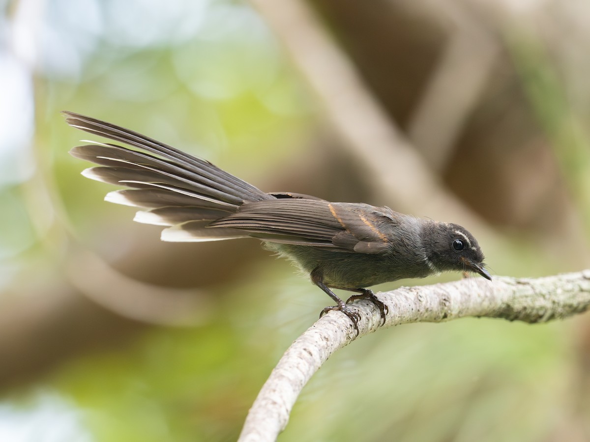 White-throated Fantail - ML640103367