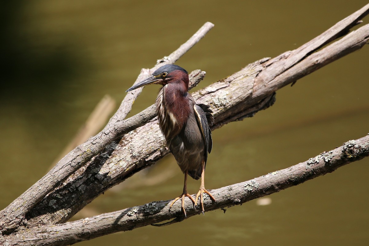 Green Heron - ML640103378