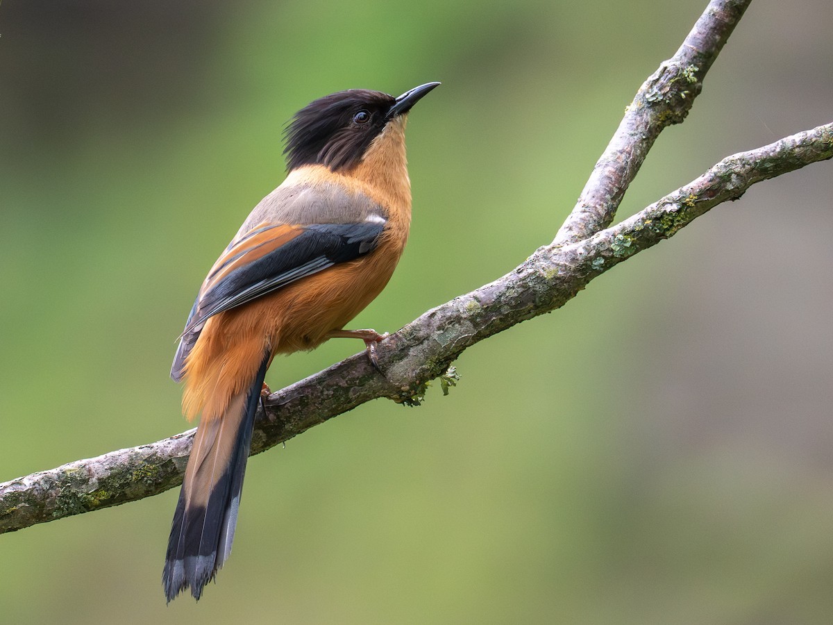 Rufous Sibia - ML640103394