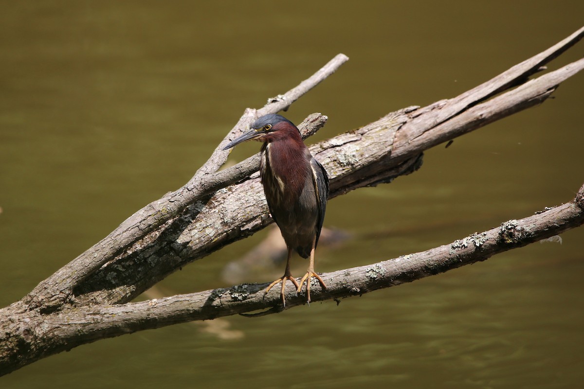 Green Heron - ML640103398