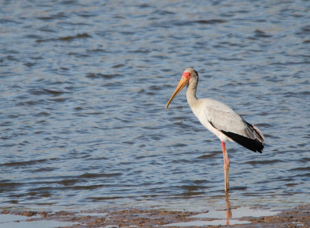 Yellow-billed Stork - ML640103400
