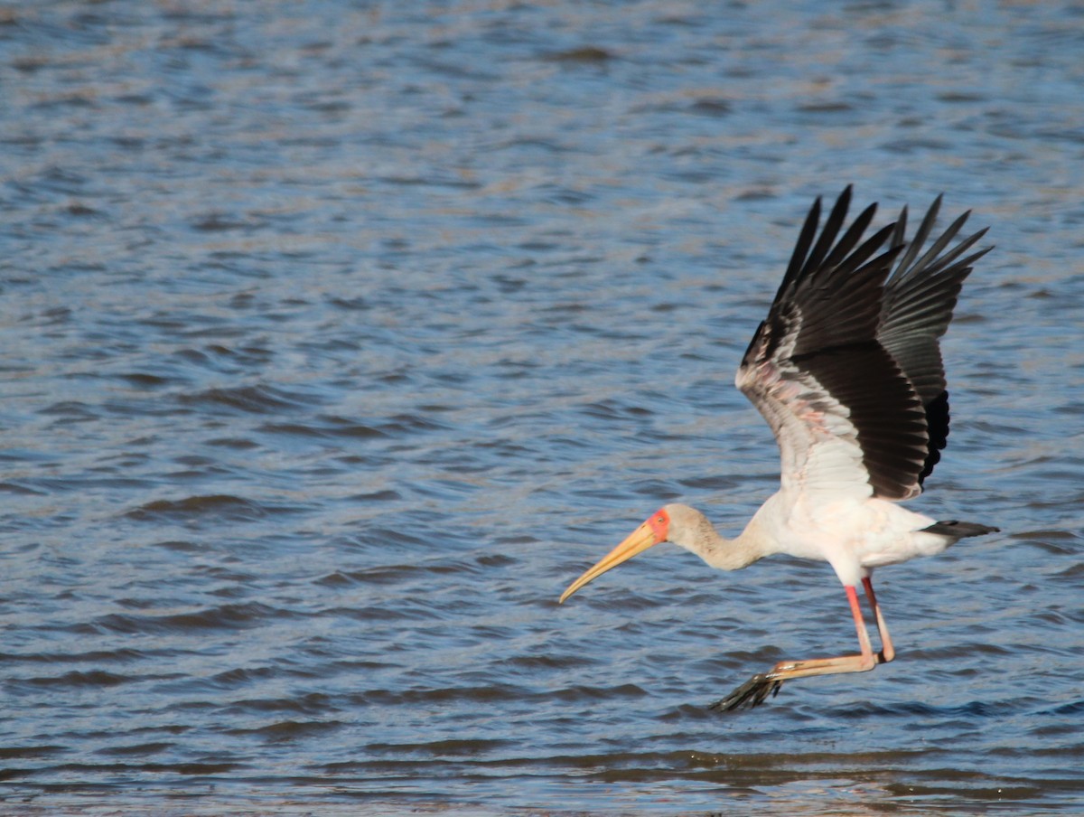 Yellow-billed Stork - ML640103402
