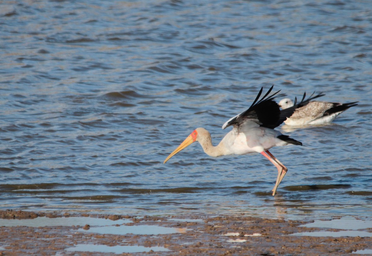 Yellow-billed Stork - ML640103403