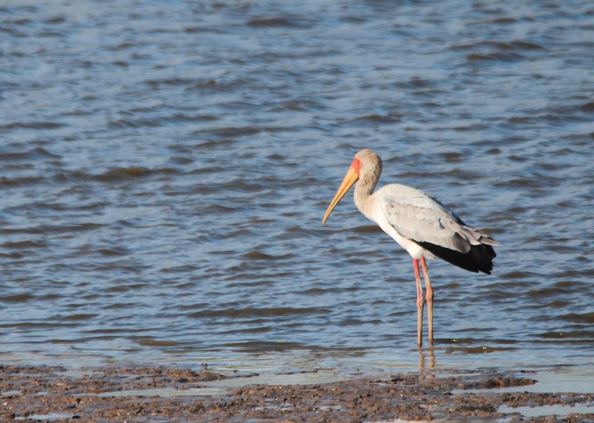 Yellow-billed Stork - ML640103404