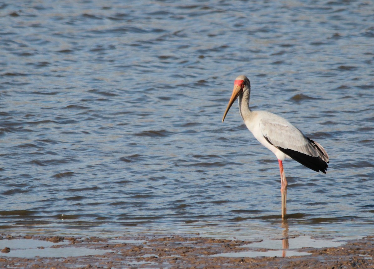 Yellow-billed Stork - ML640103405