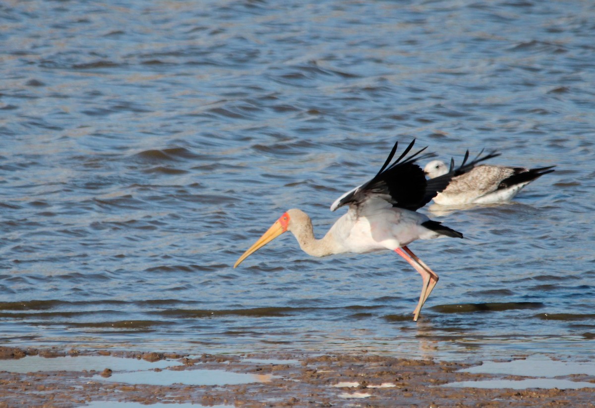 Yellow-billed Stork - ML640103406