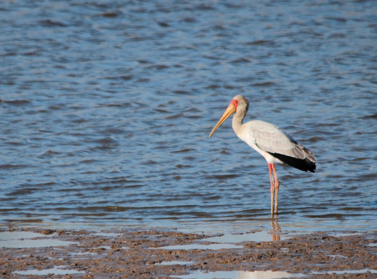 Yellow-billed Stork - ML640103407