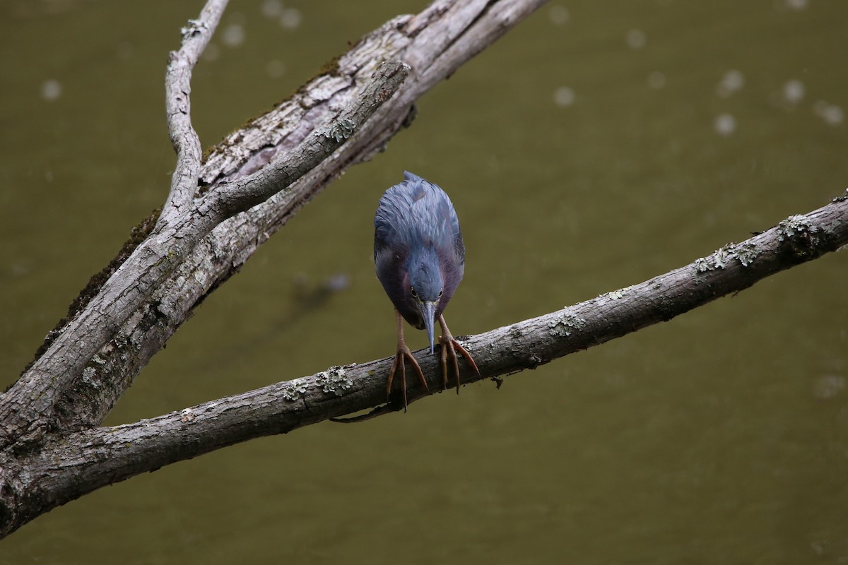 Green Heron - ML640103410