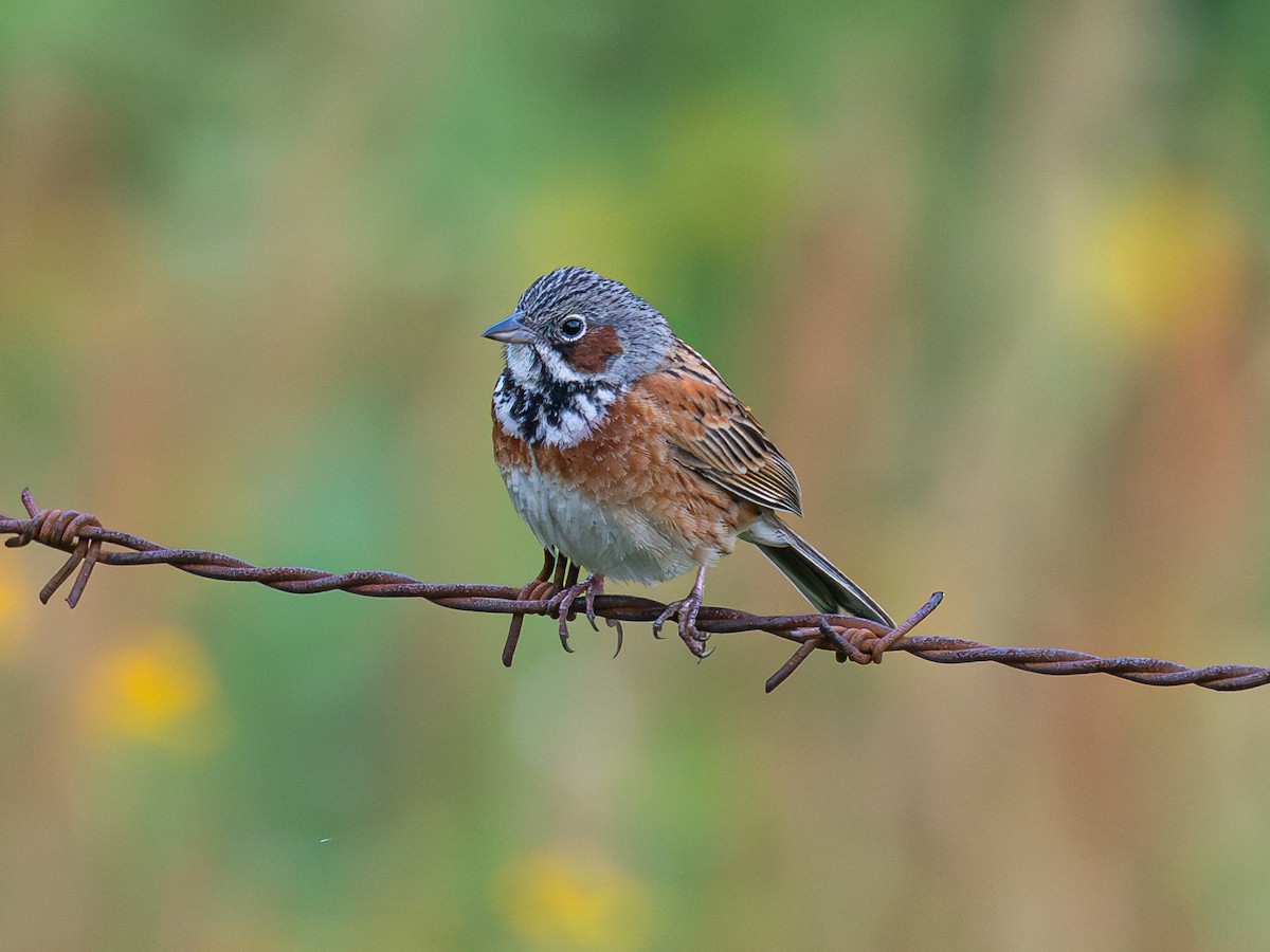 Chestnut-eared Bunting - ML640103438