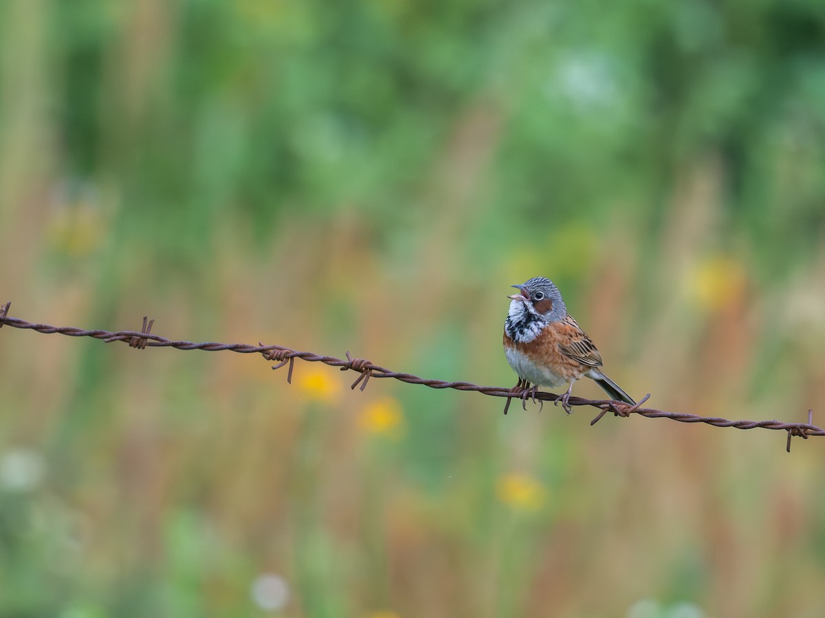 Chestnut-eared Bunting - ML640103439