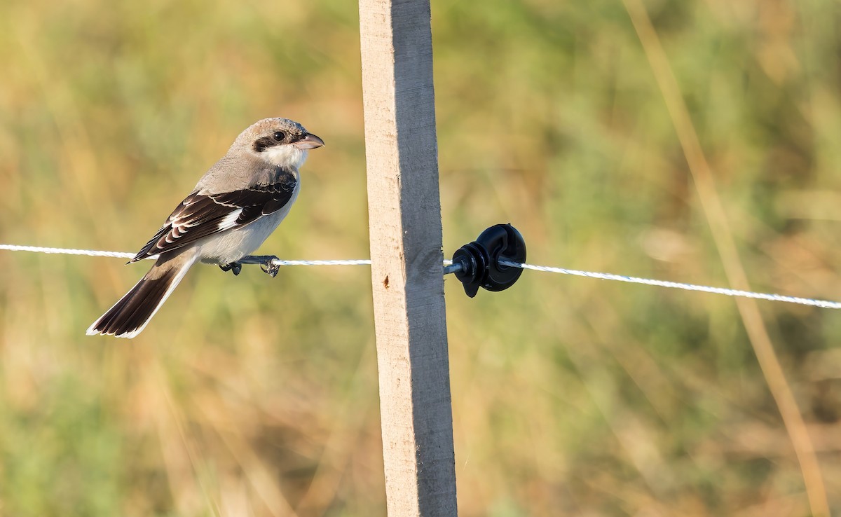 ťuhýk menší - ML640103442