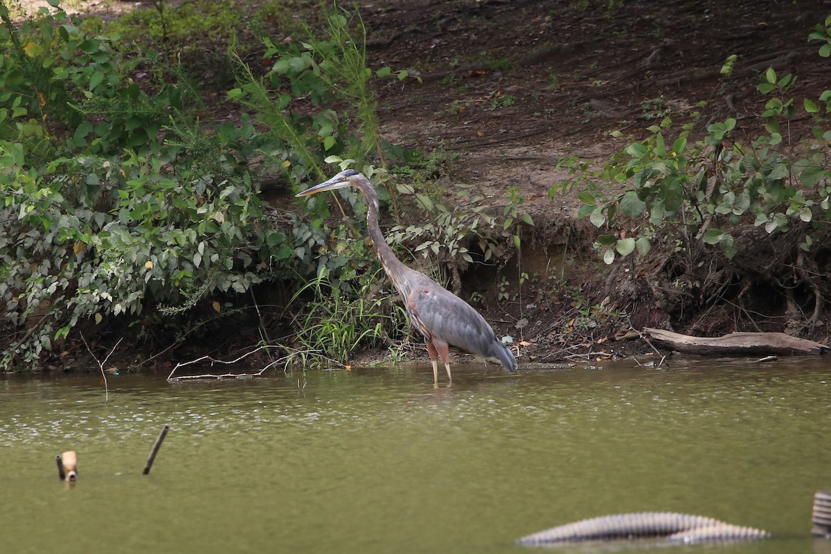 Great Blue Heron - ML640103466