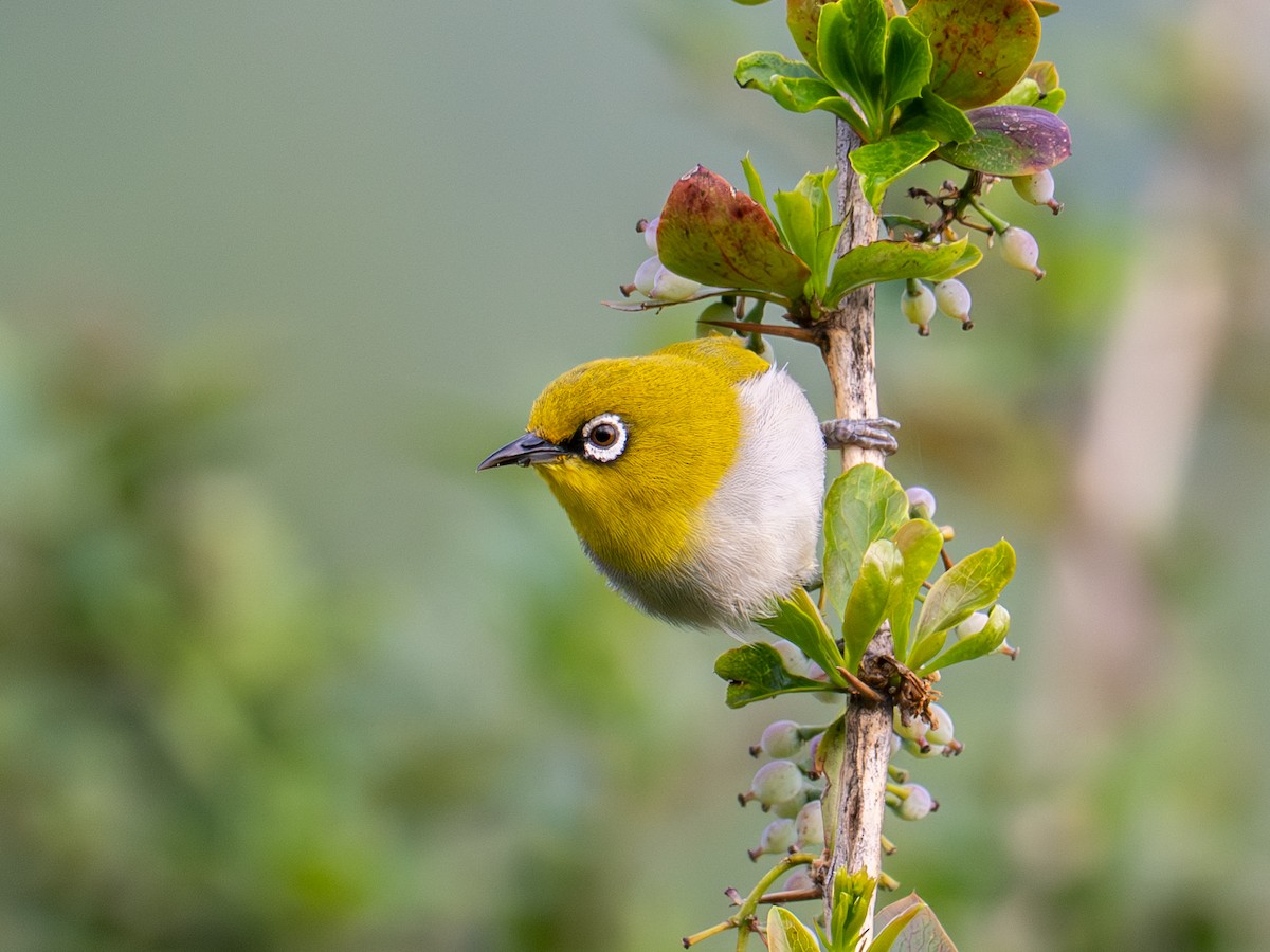 Indian White-eye - ML640103475
