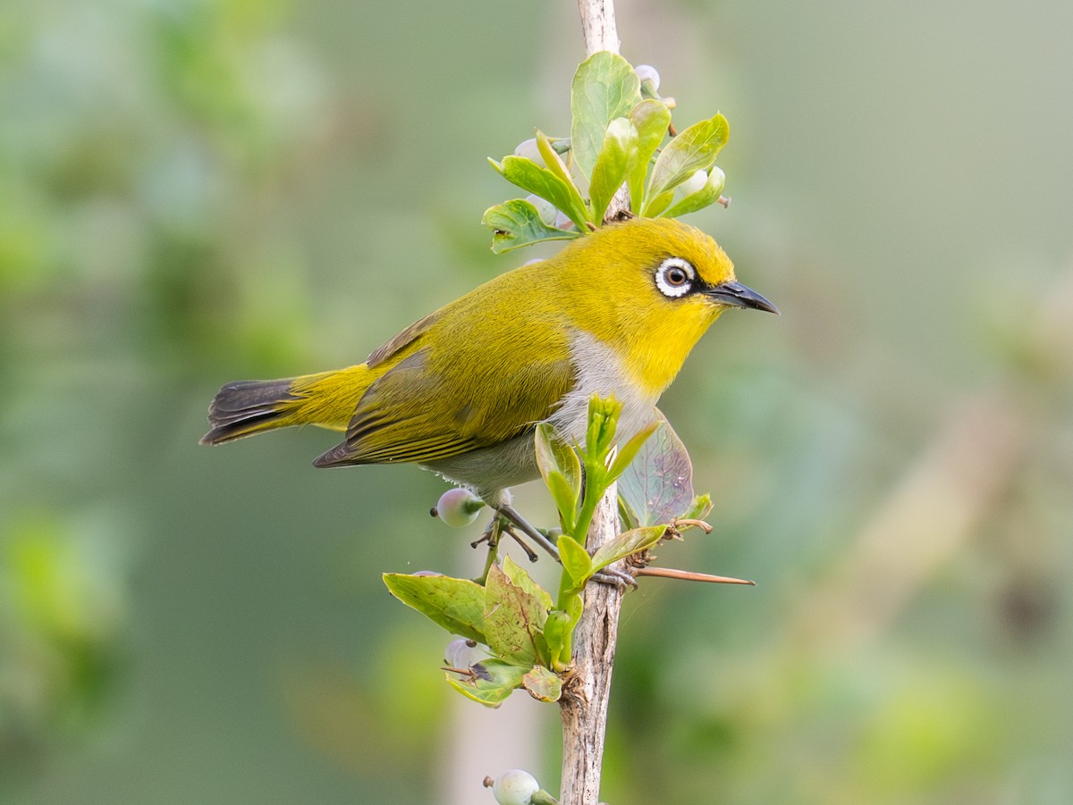 Indian White-eye - ML640103476