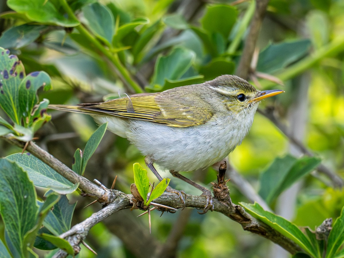 Western Crowned Warbler - ML640103481