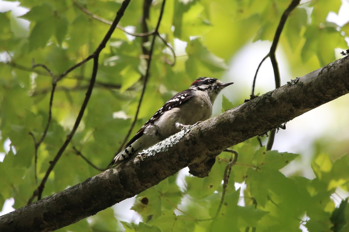 Downy Woodpecker - ML640103484