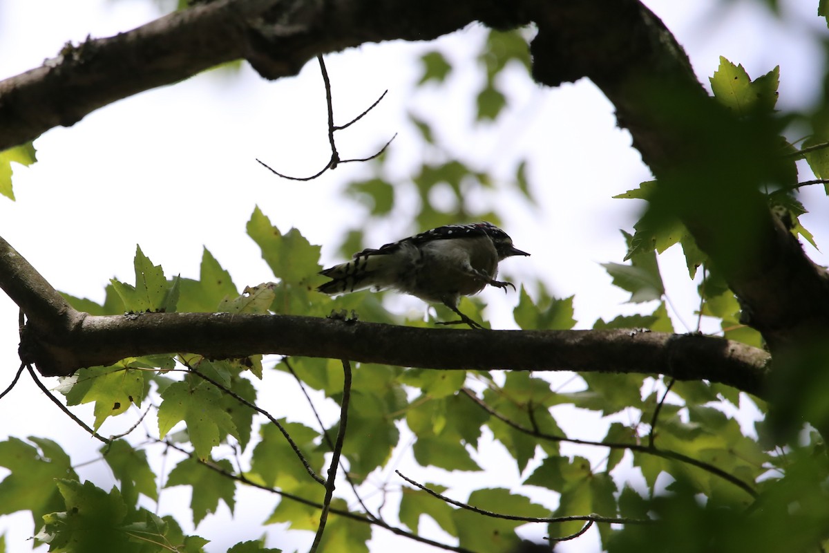 Downy Woodpecker - ML640103487