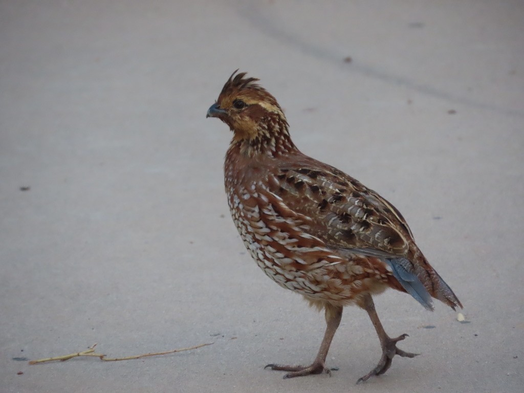 Northern Bobwhite - ML640103488