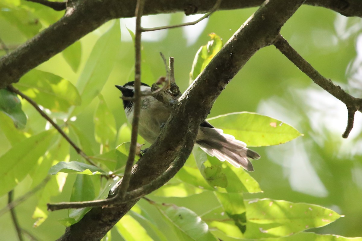 Carolina Chickadee - ML640103496