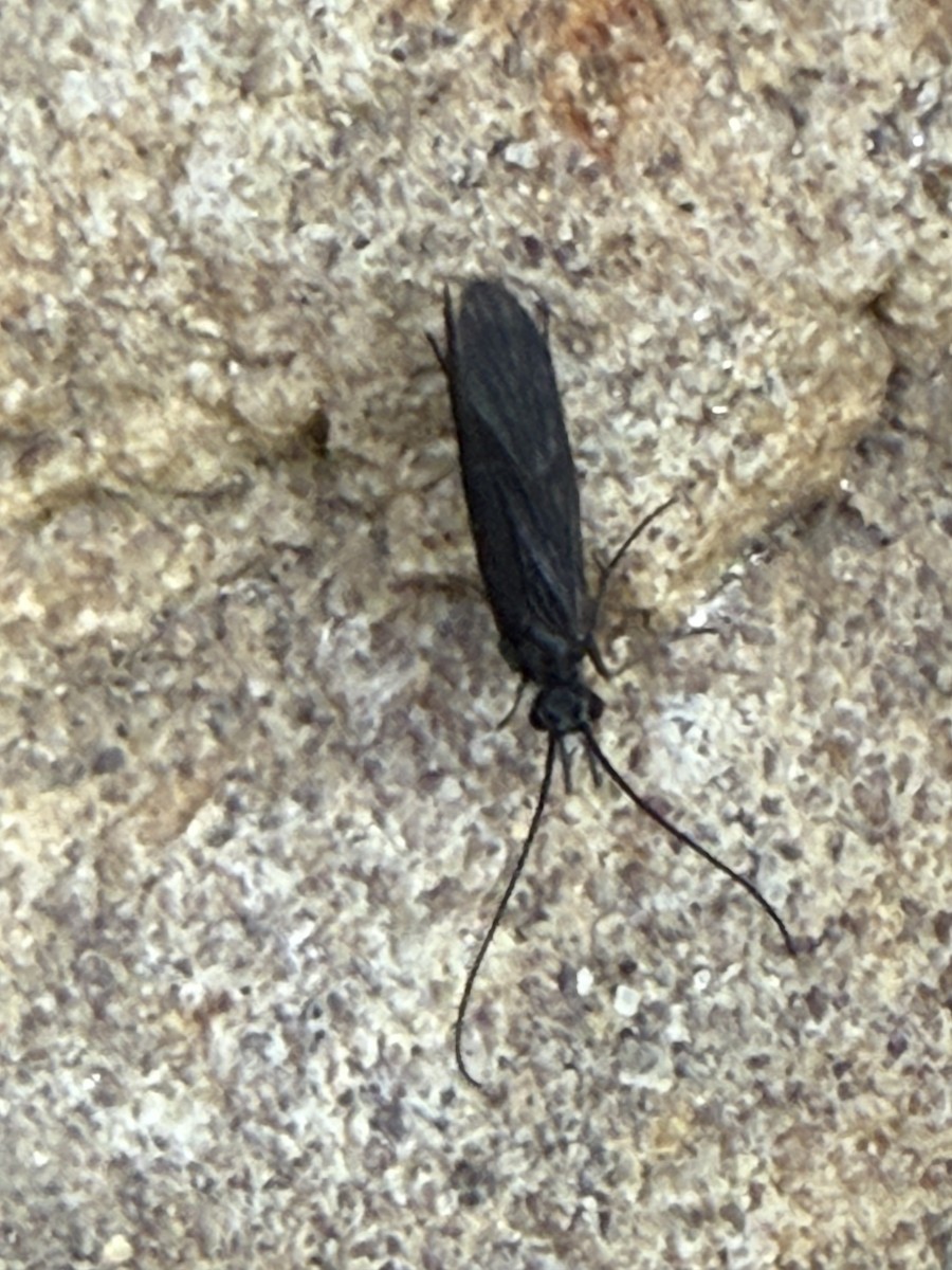 Insects - ML640103507