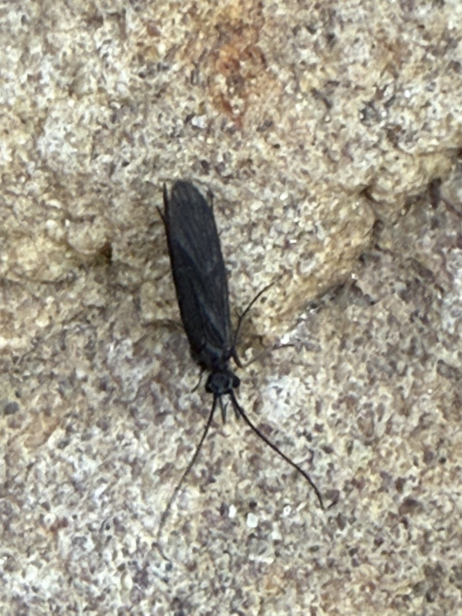 Insects - ML640103508