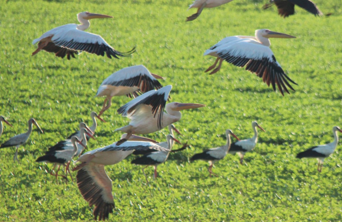 Yellow-billed Stork - ML640103510