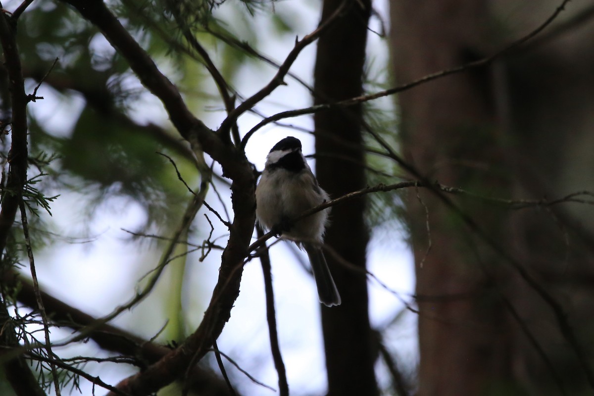 Carolina Chickadee - ML640103523
