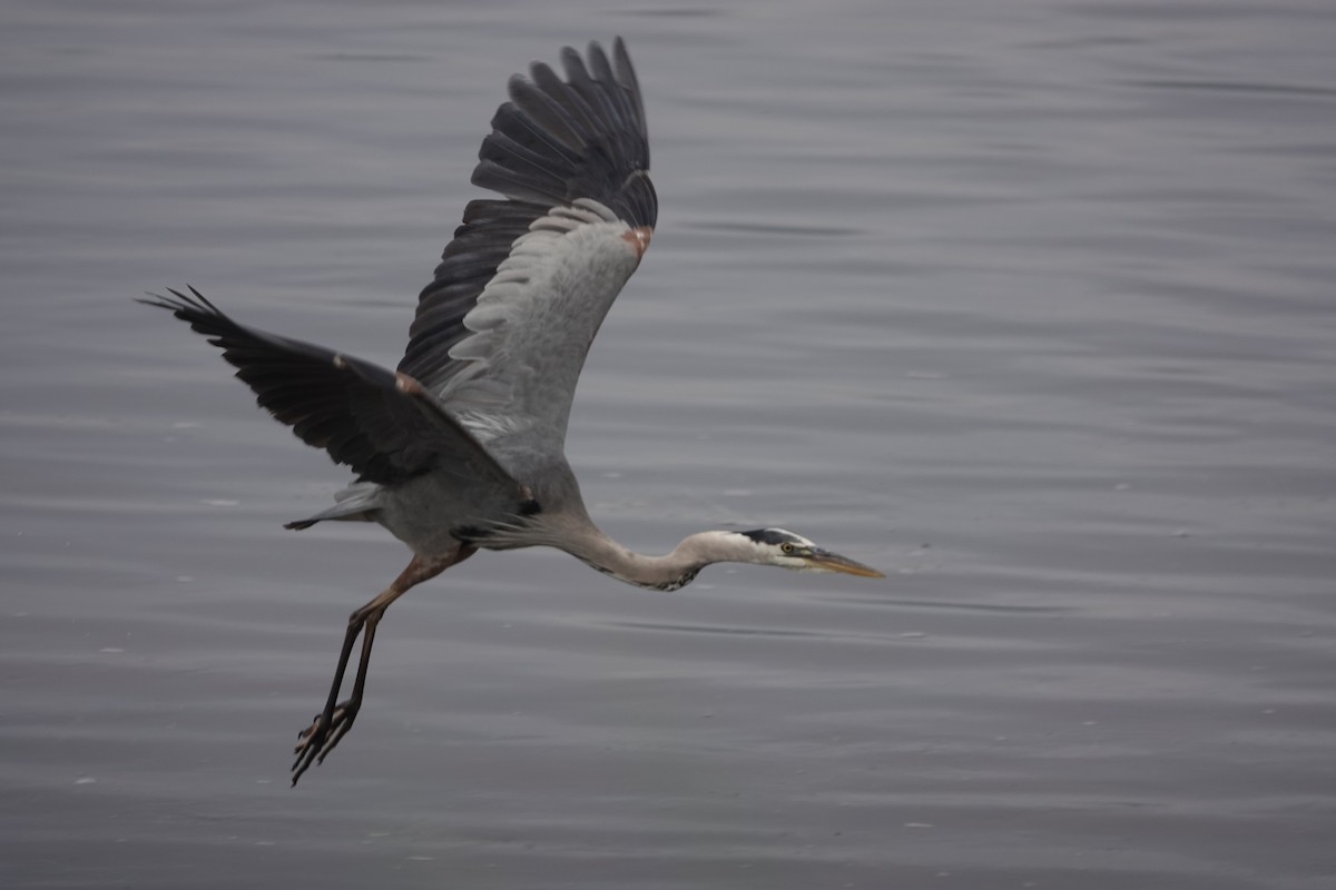 Great Blue Heron - ML640103524