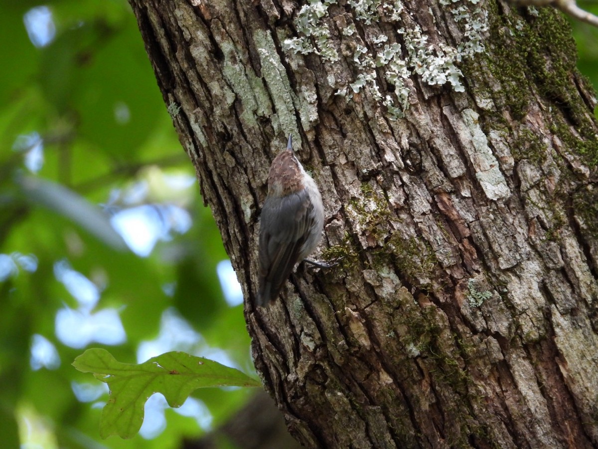 Brown-headed Nuthatch - ML640103533