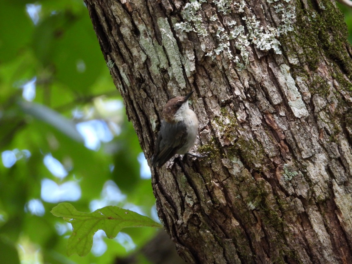 Brown-headed Nuthatch - ML640103534