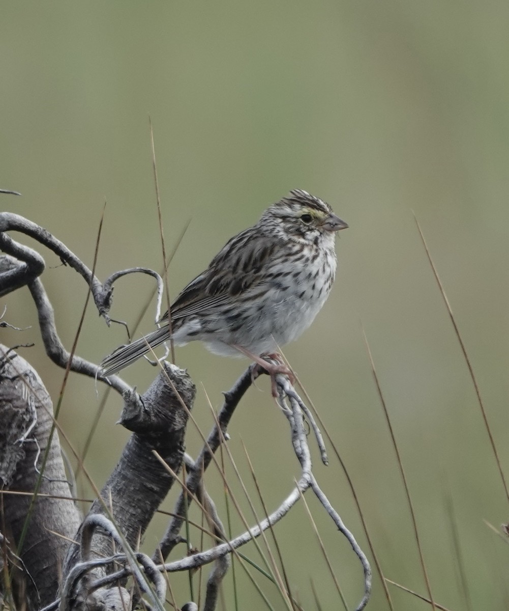 Savannah Sparrow - ML640103554