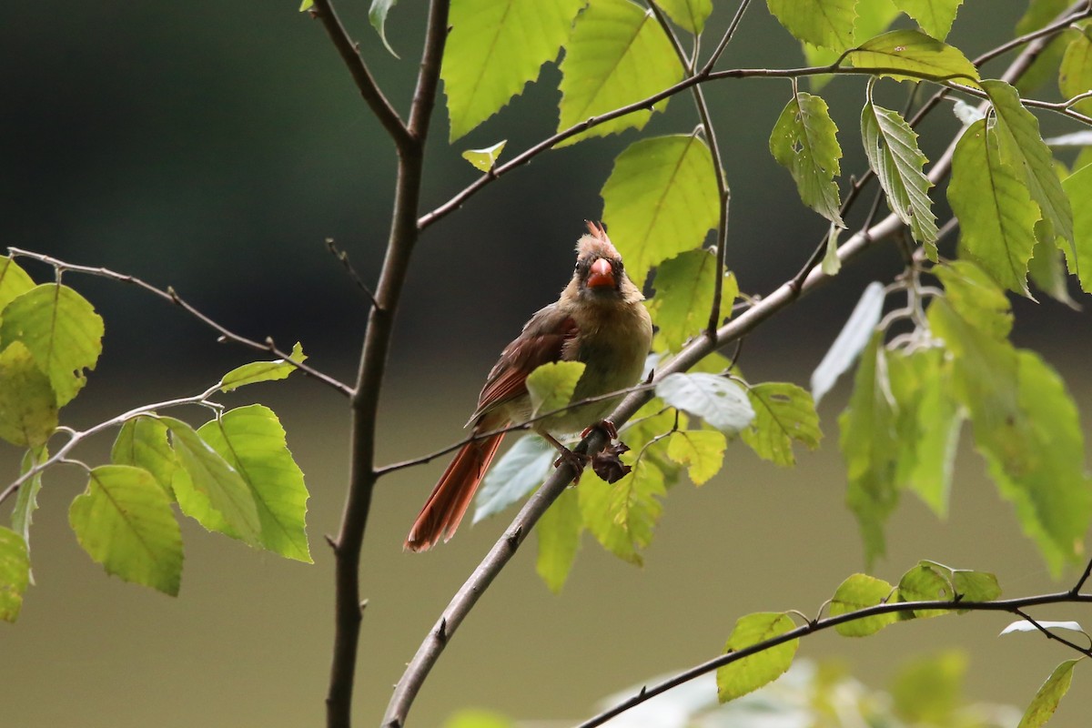 Northern Cardinal - ML640103594