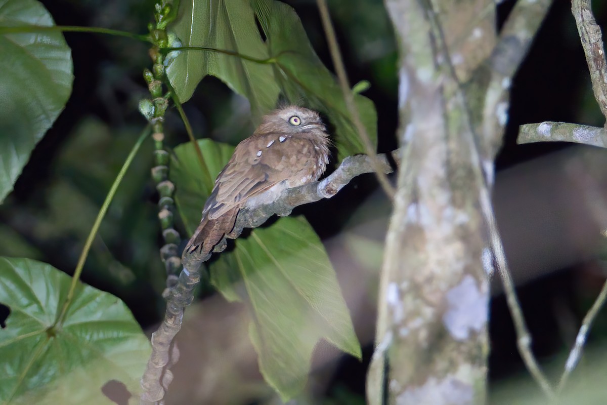 Bornean Frogmouth - ML640103617