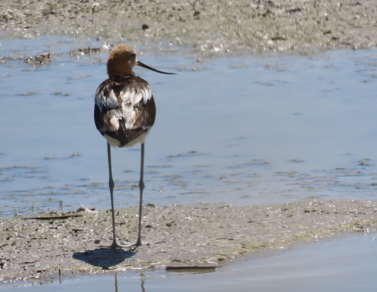American Avocet - Angie Trumbo