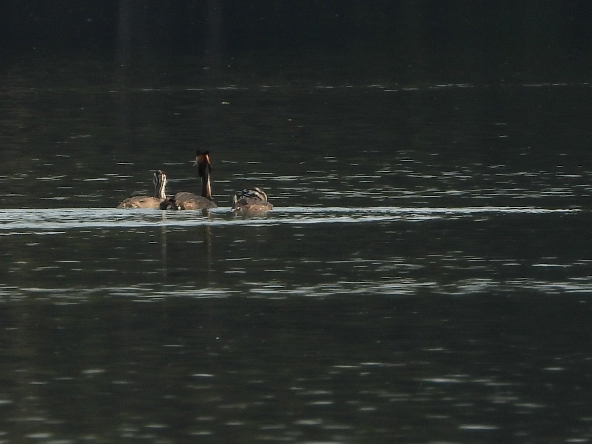 Grèbe huppé - ML640103909