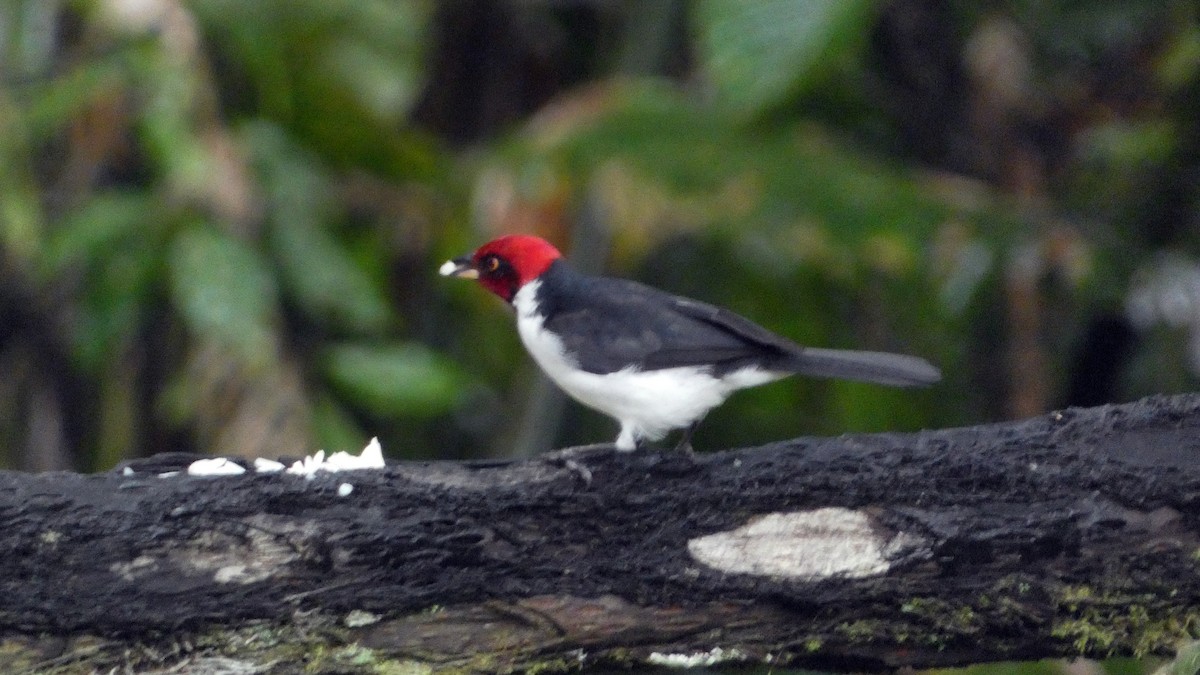 Red-capped Cardinal - ML640103918
