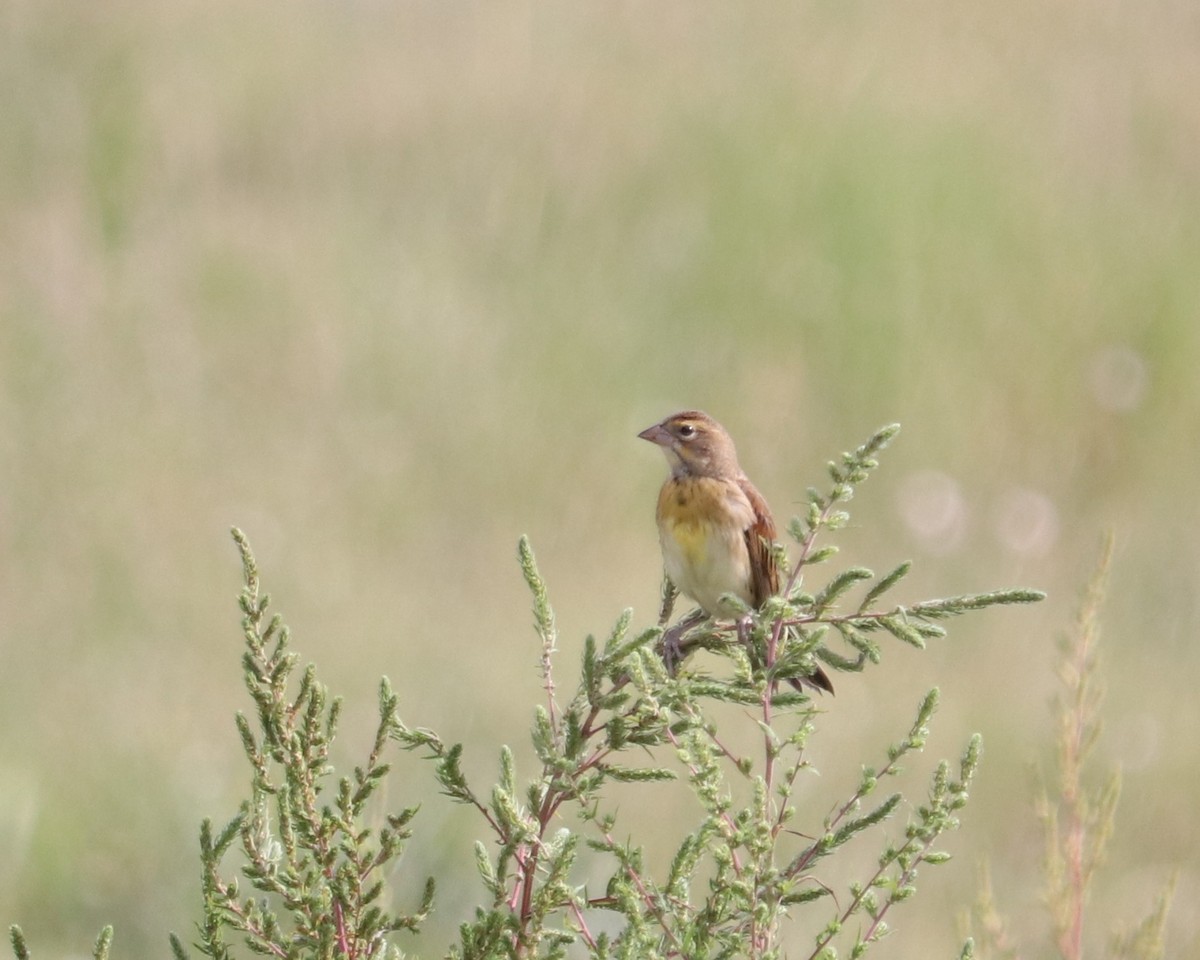 Dickcissel - ML640103932