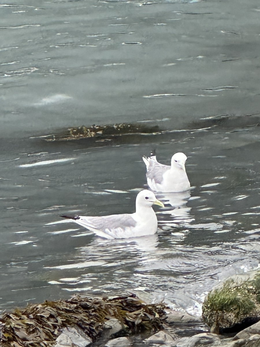 Black-legged Kittiwake - ML640103959