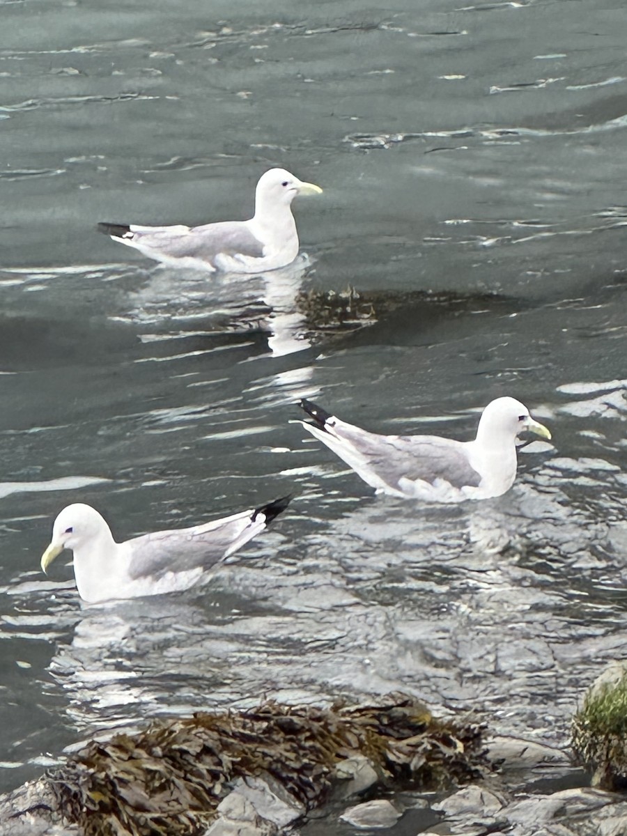 Black-legged Kittiwake - ML640103973