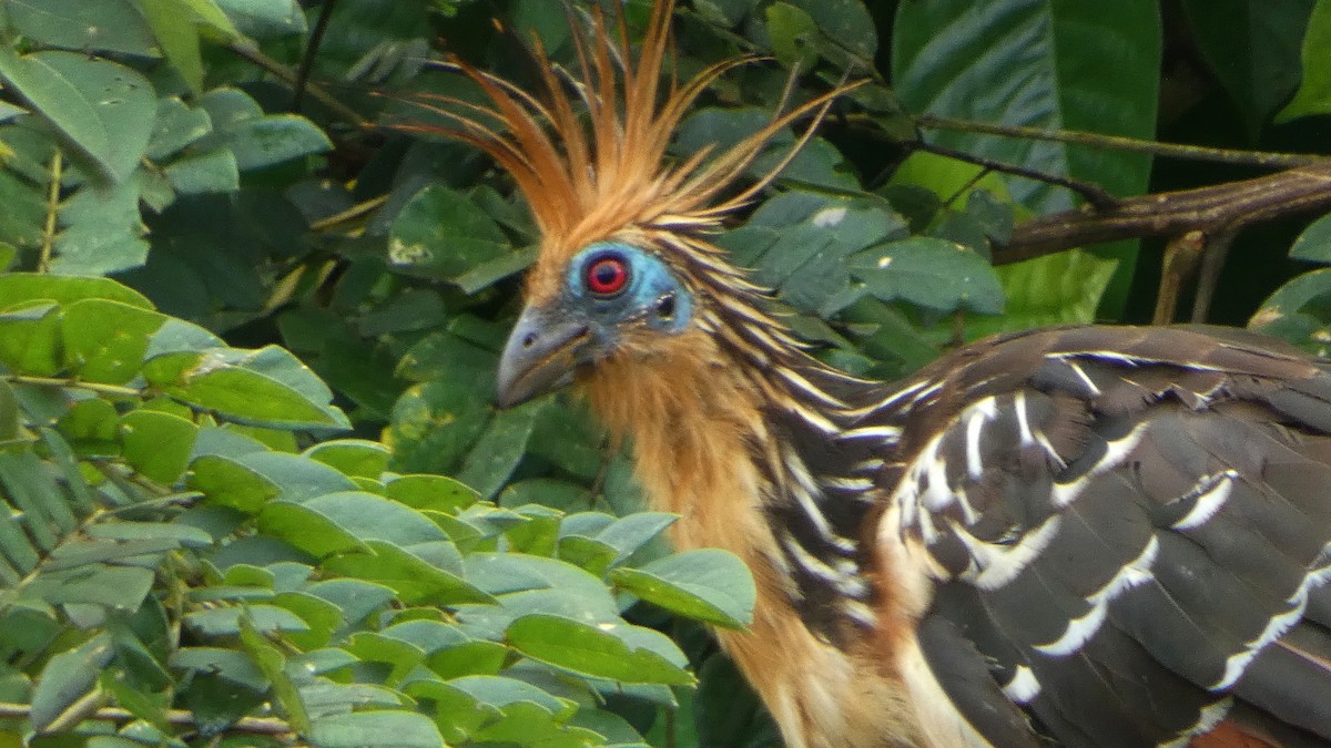 Hoatzin - ML640103976