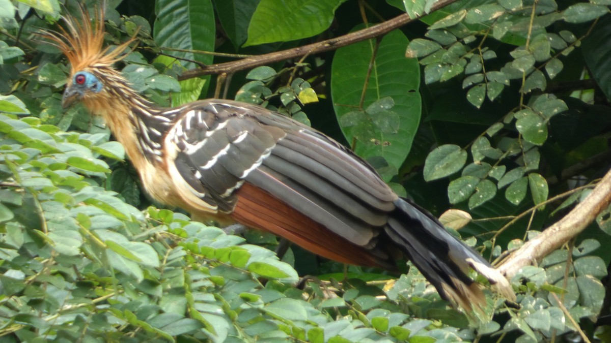 Hoatzin - ML640103977