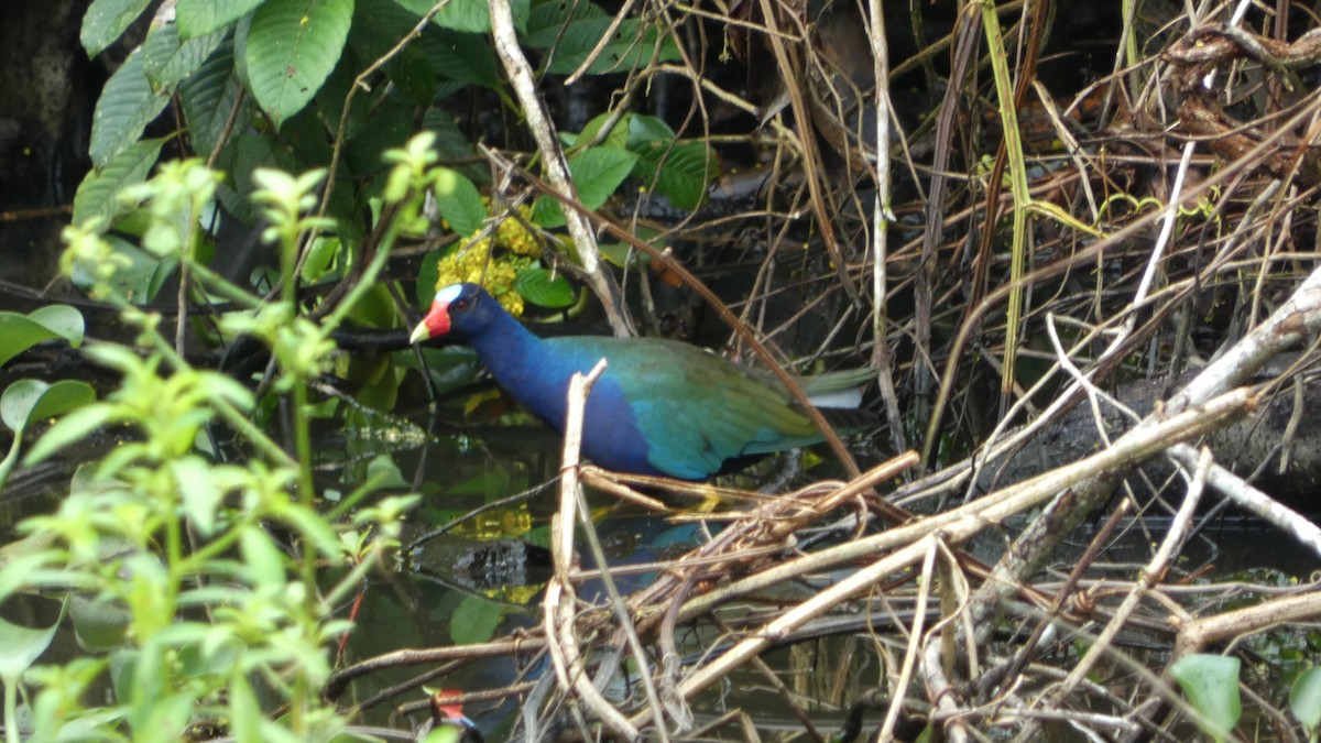 Purple Gallinule - ML640104021
