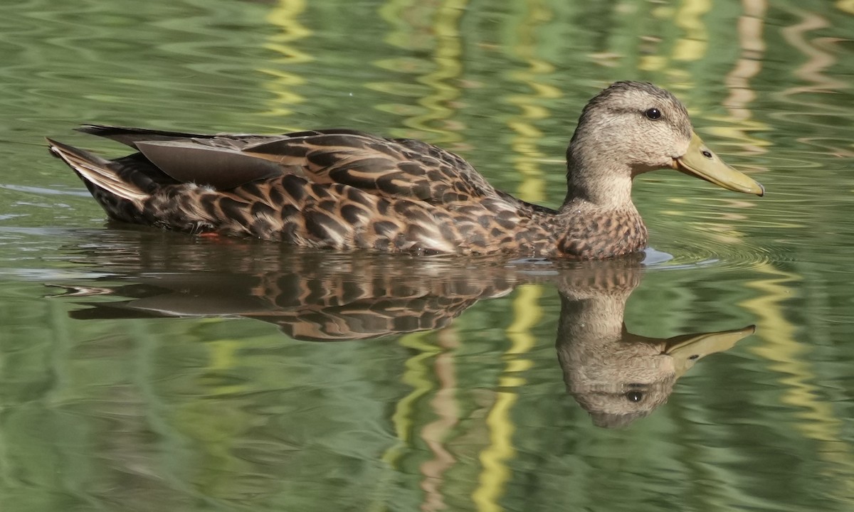 Mexican Duck - ML640104029